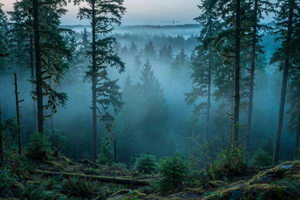 Pacific Northwest evergreen forest at dawn with mist and a distant construction crane